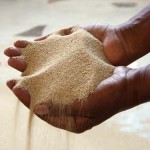Teff: o grão etíope que começa a chamar a atenção do mundo