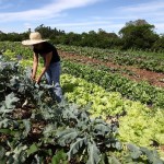 Para ONU, agricultura convencional não combate a fome