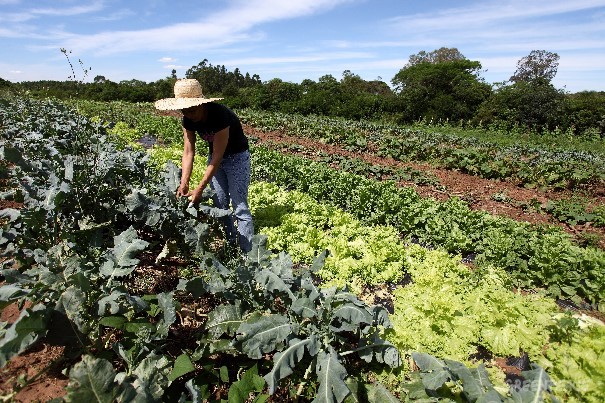 Para ONU, agricultura convencional não combate a fome