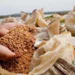 Arroz orgânico cultivado no Rio Grande do Sul tem consumo e facilidade no controle de pragas