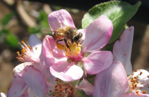 Apis-em-flor-de-maça-II-700x7002