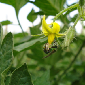 Abelha polinizando flor de tomate. Foto: Paula C. Montagnana