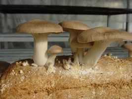 Ácaros reduzem insetos em plantações de cogumelos comestíveis