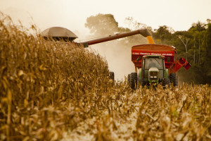 2012 / Marcelo Min / Fotogarrafa / Sinop - MT ProduÃ§Ã£o recorde do milho safrinha na regiÃ£o de cerrado e floresta em SInop, Mato Grosso. AntÃ´nio Galvan