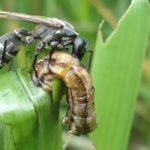 Vespinha combate pragas na agricultura, diminuindo o uso de agroquímicos