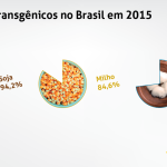 Brasil foi o país que mais cresceu o cultivo de transgênicos em todo o mundo