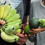 Austrália: um bairro onde moradores plantam  e colhem o próprio alimento nas ruas