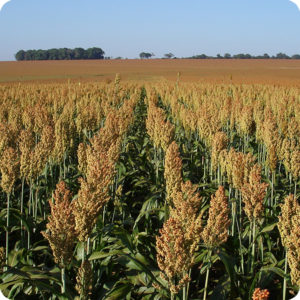 Sorgo Forrageiro-1 BRS_601_Flavio_Tardin_02 (2)