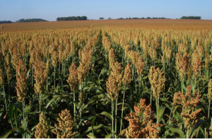 Sorgo granífero-8-1