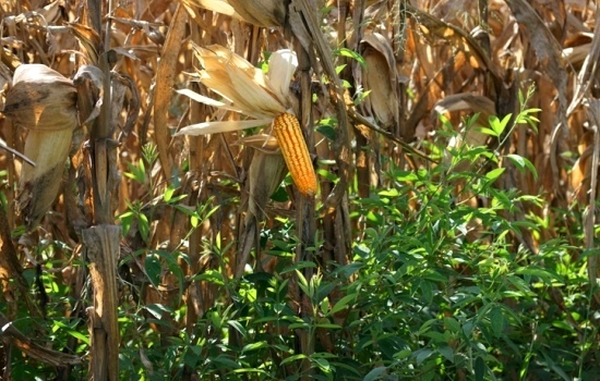 Feijão guandu protege o milho orgânico contra ervas daninhas