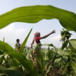 Índia importará 500 mil t de milho não transgênico
