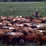 Walmart começa a vender carne sustentável da Amazônia em SP e no CO