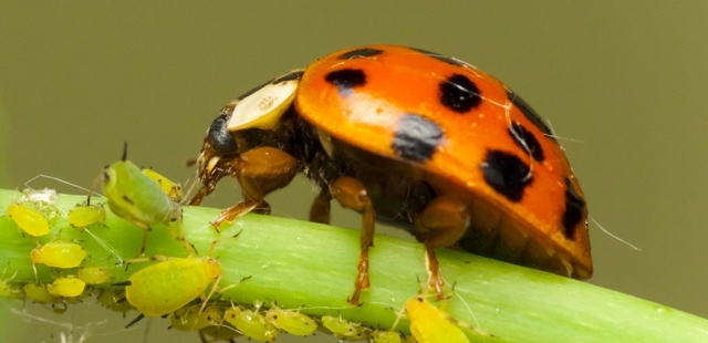 Cresce no Brasil o uso de defensivos biológicos para combater pragas e doenças na agricultura