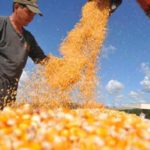 Safra recorde brasileira deve produzir 242,1 milhões de toneladas de grãos, aponta Conab